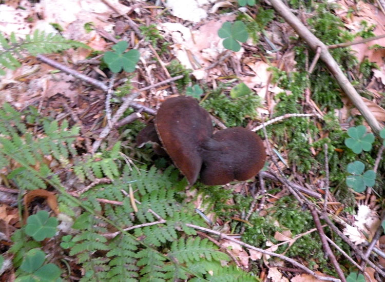 Lactarius o Melanoleuca?